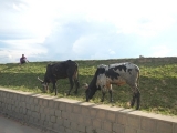 20150320_015.JPG