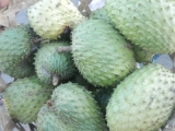 DSCN4516.JPG