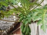 DSCN4716.JPG