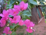 IMG_2663.JPG