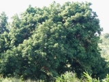 20150322_006.JPG