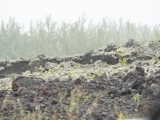 20150309_004.jpg
