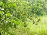 DSCN4609.JPG