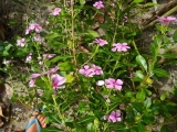 DSCN4616.JPG