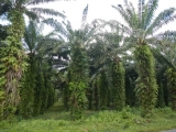 DSCN4665.JPG