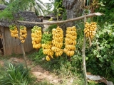DSCN4669.JPG