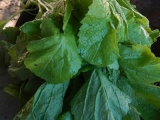 DSCN5286.JPG