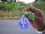 DSCN316a.JPG