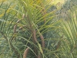 DSCN5324.JPG